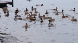 #кормим наших уточек на озере