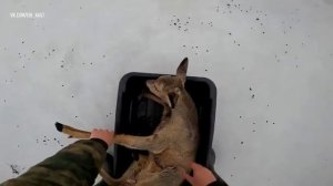 Рыбак из Новосибирска спасает косуль, застрявших на льду