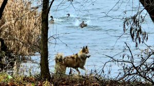 С Чезой на водохранилище