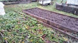 Хроника моего дня. Огорчения на участке. И всего понемногу.