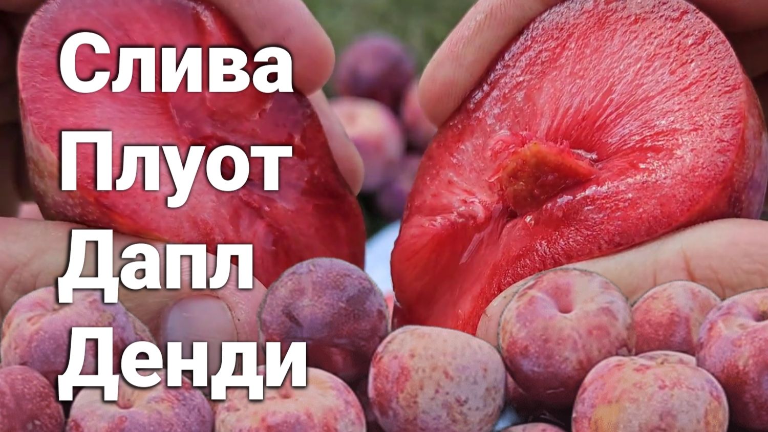 Слива Плуот Дапл Денди характеристики в описании видео от Small Garden's