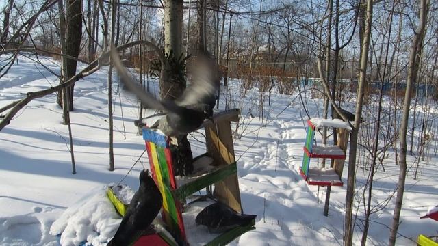 ГОЛУБИ  ПАРК НА НЕФТЯНИКЕ ХАБАРОВСК 26 января 2025 г (Ролик+Слайд)