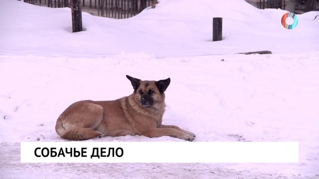 Собачье дело