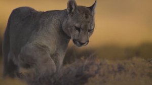 КРАСИВАЯ И УСПОКАИВАЮЩАЯ ИНСТРУМЕНТАЛЬНАЯ МУЗЫКА