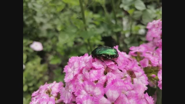 Дача. Июнь 2025 г.