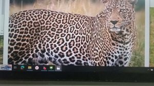 Незамеченные особенности камуфляжа леопарда