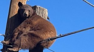 Медведь залез за столб ЛЭП в США
