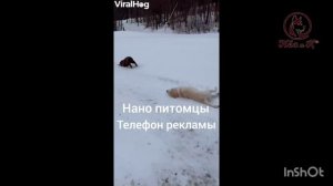 переход на нано питомцы пёс и ко,02.12.2025