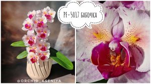 Phal. PF-5017 (Pink Beauty) от азиатского садовника Profar 🌸 Цветение орхидеи бабочки | Обзор
