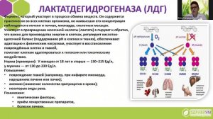 ДИАЛОГ С ПИЩЕВАРЕНИЕМ: КАК ПОНЯТЬ ЯЗЫК ФЕРМЕНТОВ