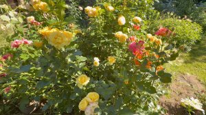 Июль в Саду 14 и 16 июля 2025