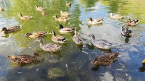 Наблюдение за утками. Озеро в Руссиново