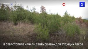 В Севастополе начали сеять семена для будущих лесов