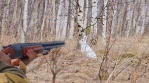 ДОГНАЛ ЕГО БЕЗ РУЖЬЯ! ОХОТА НА ЗАЙЦА С ПОДХОДА (в узёрку)
