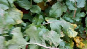 Розовый Акадайкон! Супер урожай! А у Вас он уже растёт и радует?