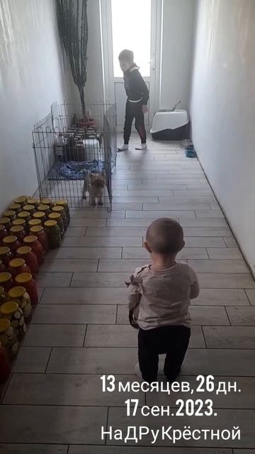 13 мес.,26 дн.На Др у Крёстной. Наблюдение за собачкой (17 сен.2023).mp4