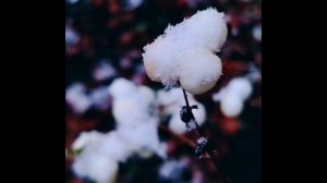 2 декабря. Первый снег.