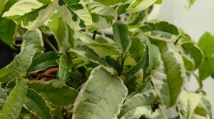 Фикусные пересадки ч3 и ч4☘️. Моя коллекция 🌿🌿🌿