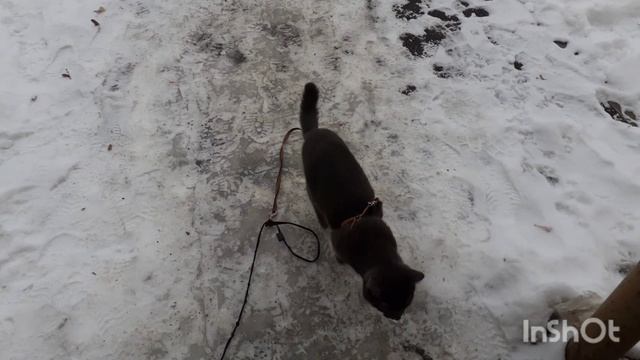 Тишка на улице.