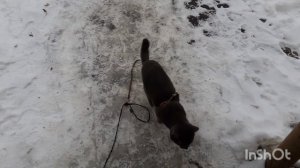 Тишка на улице.