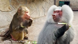 Опасный маневр с луком раздора! Люся знает, как съесть свое! Лида призвала Елисея защитить ее!