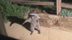 NEW! BRAIN TIME.  САМЫЕ ЗАБАВНЫЕ МОМЕНТЫ С ЖИВОТНЫМИ ЗА 2025 ГОД, СНЯТЫЕ НА КАМЕРУ!