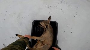 Животные выходят на озеро, но скользят и гибнут, застревая на льду