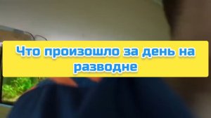 Что произошло за день на разводне