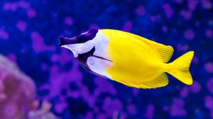 🐠 БЕЗУМНО КРАСИВАЯ УСПОКАИВАЮЩАЯ МУЗЫКА ДЛЯ СНА 🎵 МУЗЫКА ДЛЯ ДУШИ И ВОССТАНОВЛЕНИЯ НЕРВНОЙ СИСТЕМЫ