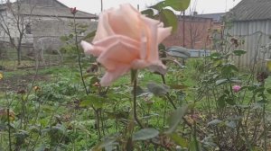 Такого у нас ещё не было, чтобы мы в декабре копали картофель!