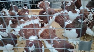 30.11.2025г Выставка г Воронеж ч.3