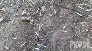 World of animals: wild Africa (мини-сериал)