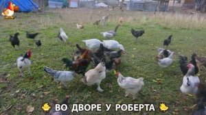 Содержание кур в домашних условиях и других птиц во дворе у Роберта 🐣🐤🦆🐔🪿🦃 (352)