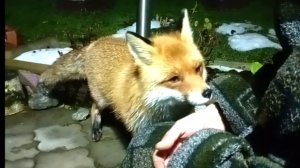 (1186) Лиса приходит в гости. Декабрь 2025