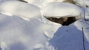 Проверка капканов часть #2,сороки,пищуха,сойка.