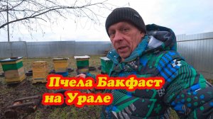 БАКФАСТ НА УРАЛЕ, ЭТО ПРОМЫШЛЕННАЯ ПЧЕЛА, ПРАКТИЧЕСКИЙ ОПЫТ РАБОТЫ.