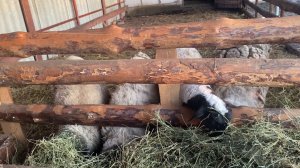 ПРОВОДИЛ ЖЕНУ!!! ДОМАШНИЕ ЖИВОТНЫЕ