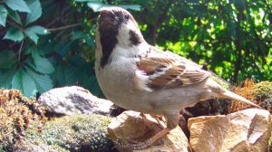 Птицы на ПОИЛКЕ 17.07.2024 / Фотоловушка в лесу