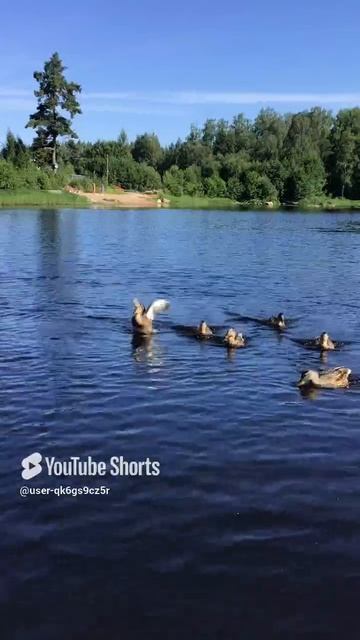 Ленобласть.17.07.2024. Часть 80. Утята_ И у старших утят завтрак