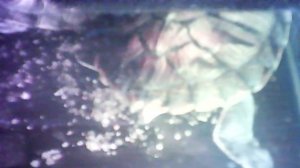 Красноухие черепахи! Прямой эфир 03.12.2025