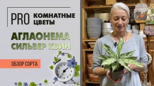 Аглаонема Сильвер Квин. Обзор сорта. Истинная королева растительного мира.