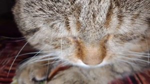 Что за лев этот тигр/Тигруля спит.