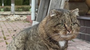 ДНЕВНИК лесного кота Барсика: 27-11-2025