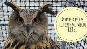 Куница хотела в Птиченькино кафе, но сороки не пустили. Пёс Кубик и кошка Морошка помогают в стройке
