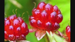 Ягода княженика