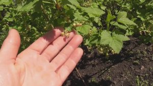 Дача. Май 2025 г.