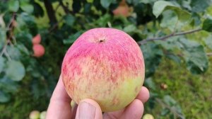 Боровинка - старинный русский сорт яблони