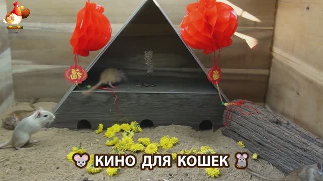 Видео для кошек про крысок развлекать питомцев 🐭🐀😂 (394)