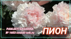 Пион "PAMJATI GAGARINA ("Памяти Гагарина")/Сад Ворошиловой