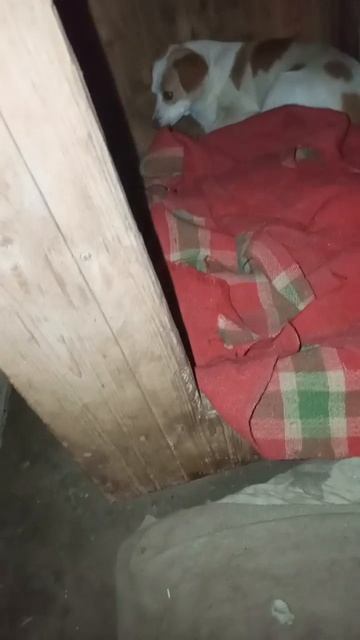 Зима. Дрожим уже,хотя  пока нет снега